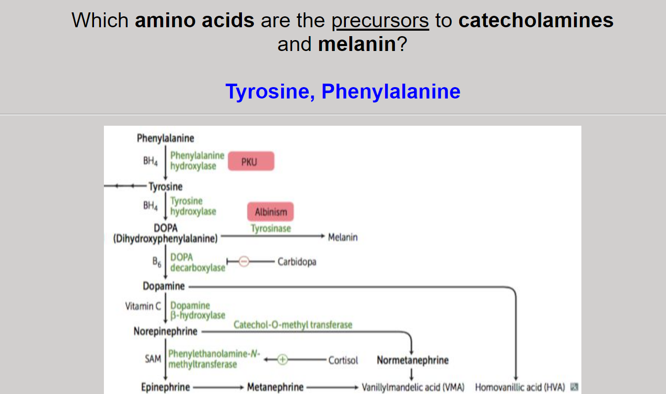 3 Best Biochemistry Anki Decks Learn Biochemistry Fast (2021