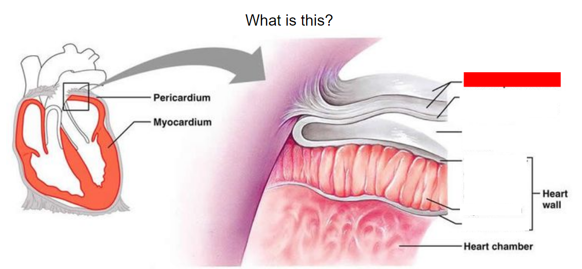 3 Best Histology Anki Decks Learn Histology Fast (2021) willpeachMD